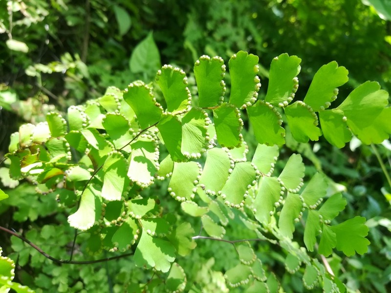 Adiantum lobatum