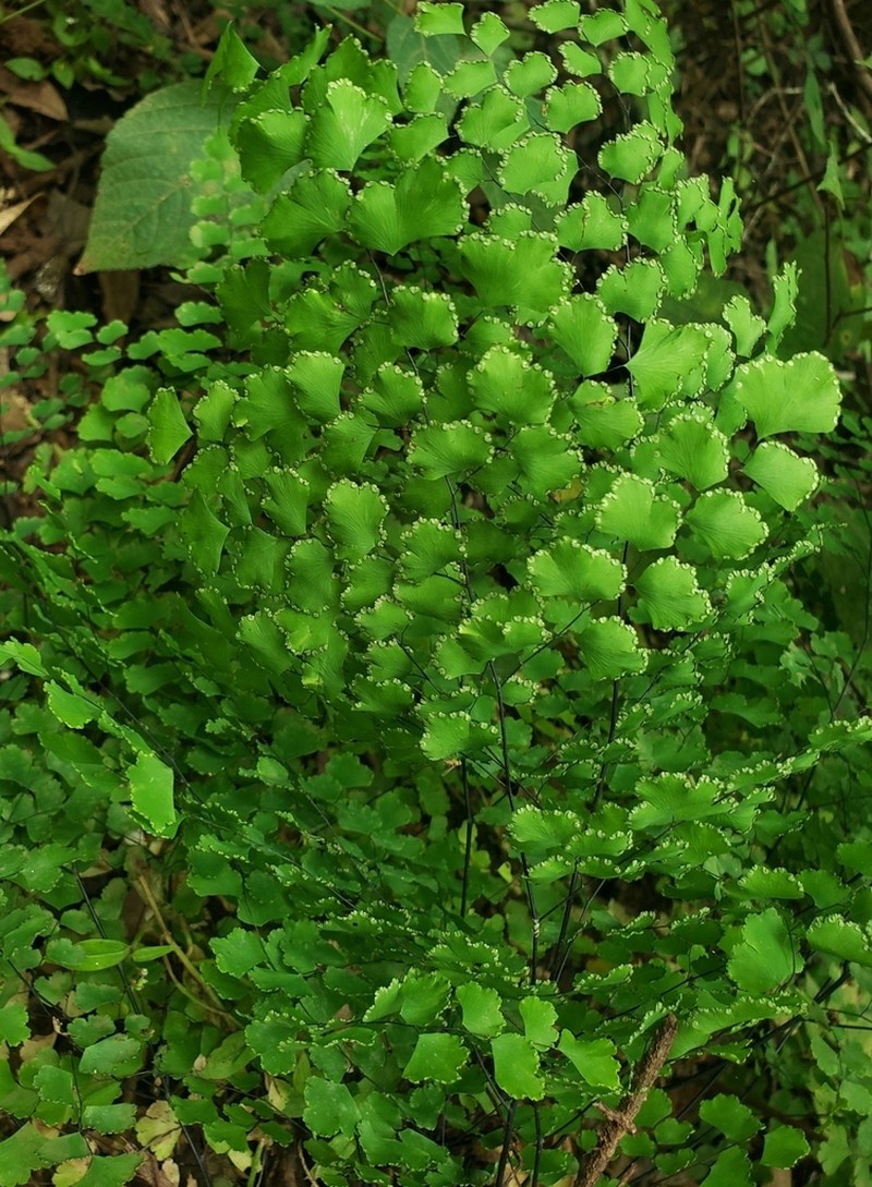 Adiantum lobatum photo 2