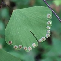 Adiantum lorentzii