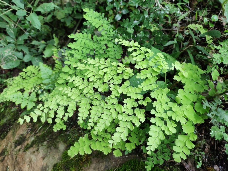 Adiantum lorentzii photo 2