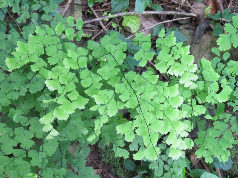 Adiantum lorentzii photo 3