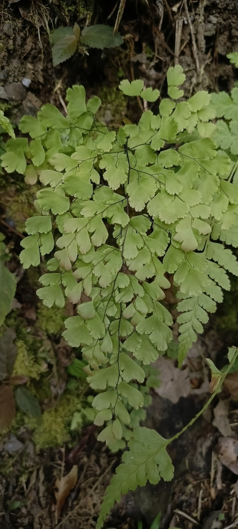 Adiantum lorentzii photo 4