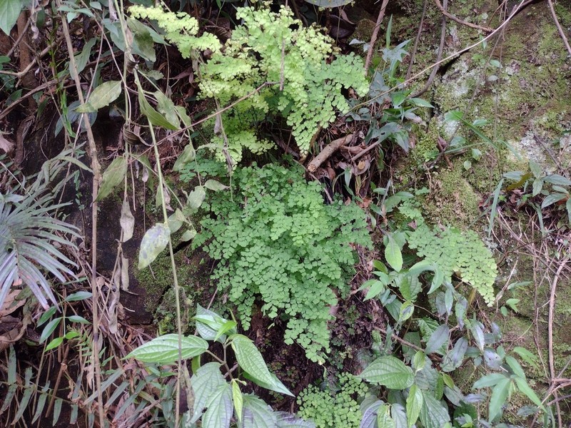 Adiantum lorentzii photo 5