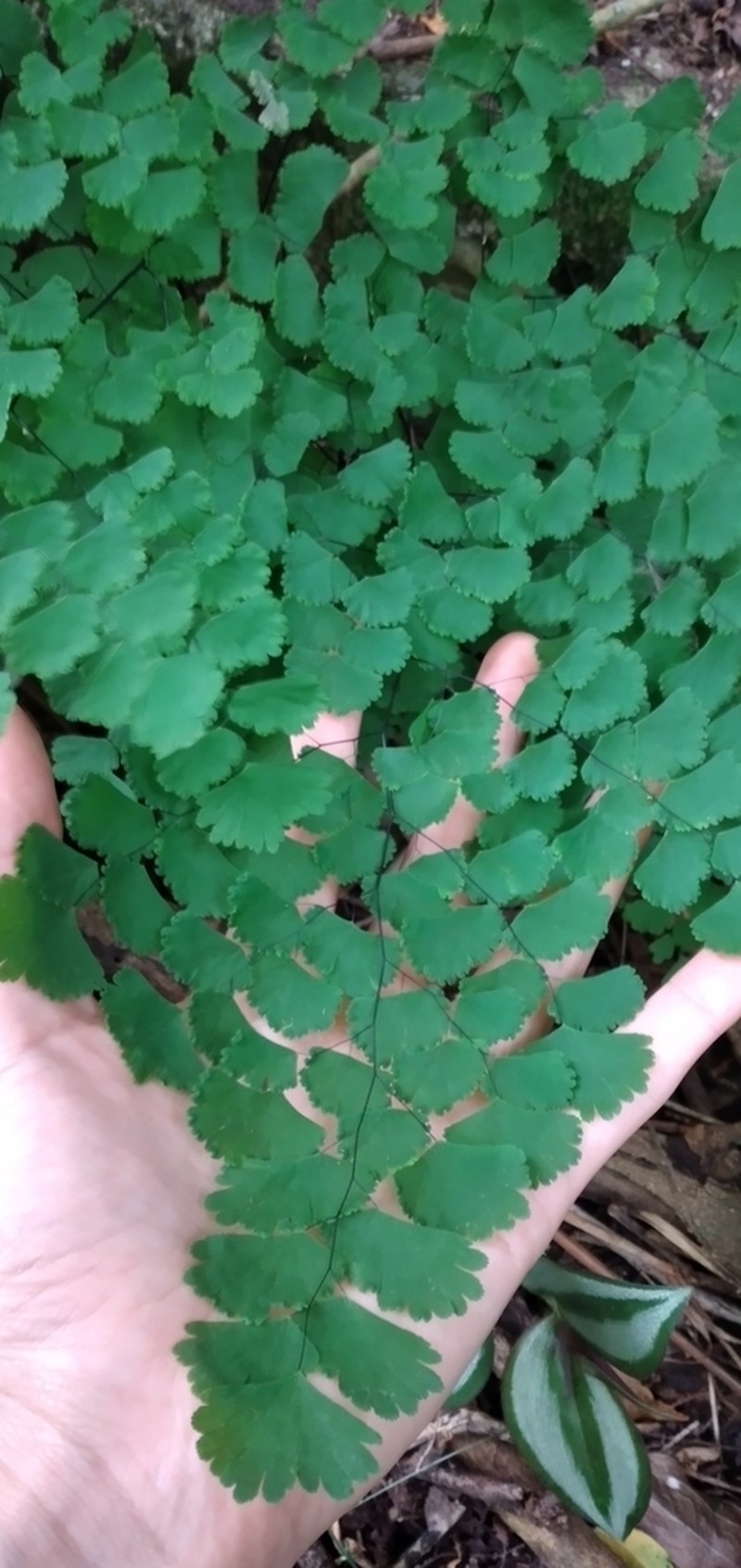 Adiantum lorentzii photo 6