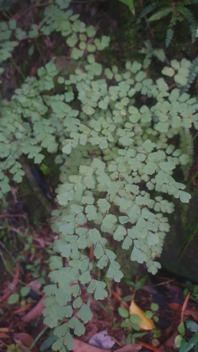 Adiantum lorentzii photo 7