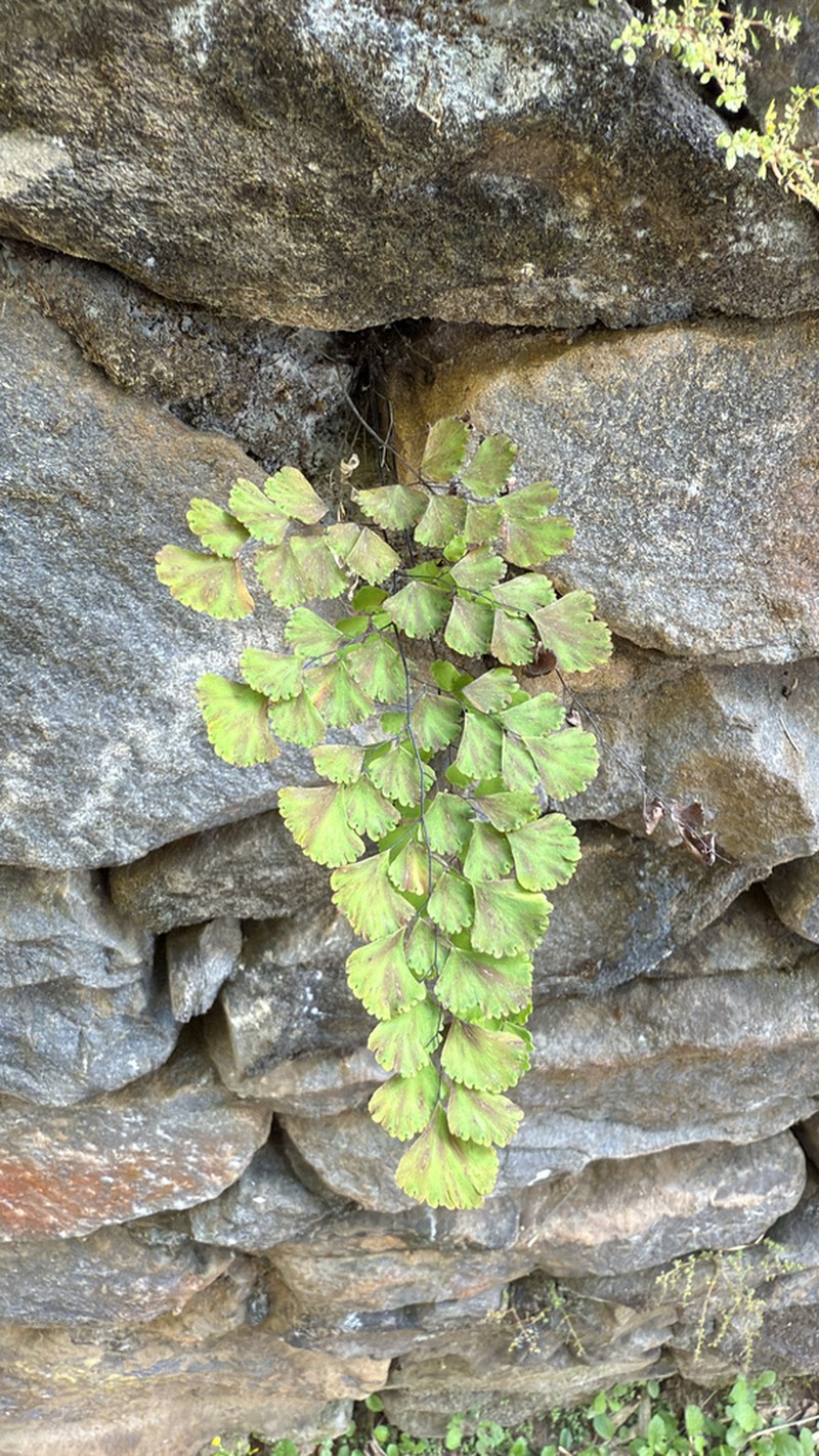 Adiantum lorentzii photo 8