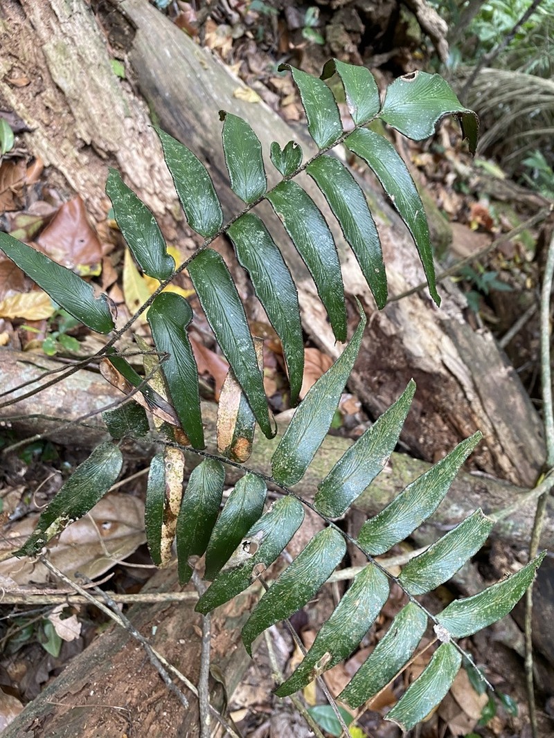 Adiantum lucidum