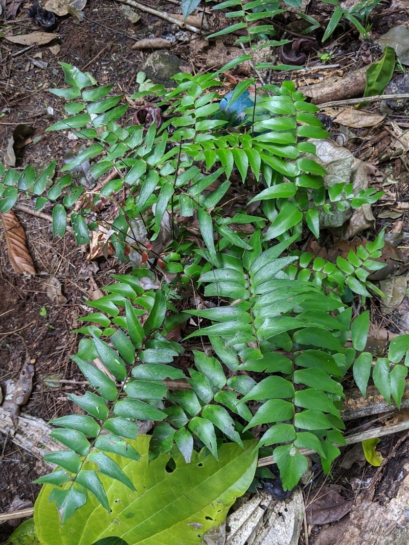 Adiantum lucidum photo 2