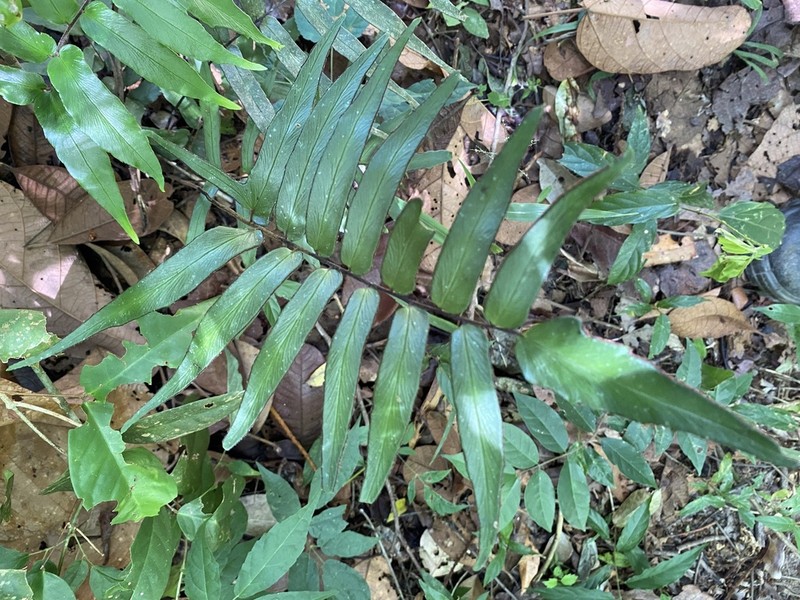 Adiantum lucidum photo 3