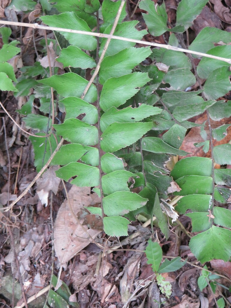 Adiantum lucidum photo 4