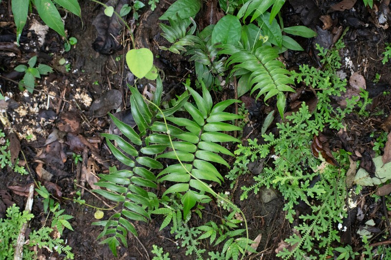Adiantum lucidum photo 5