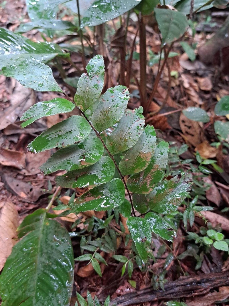 Adiantum lucidum photo 6