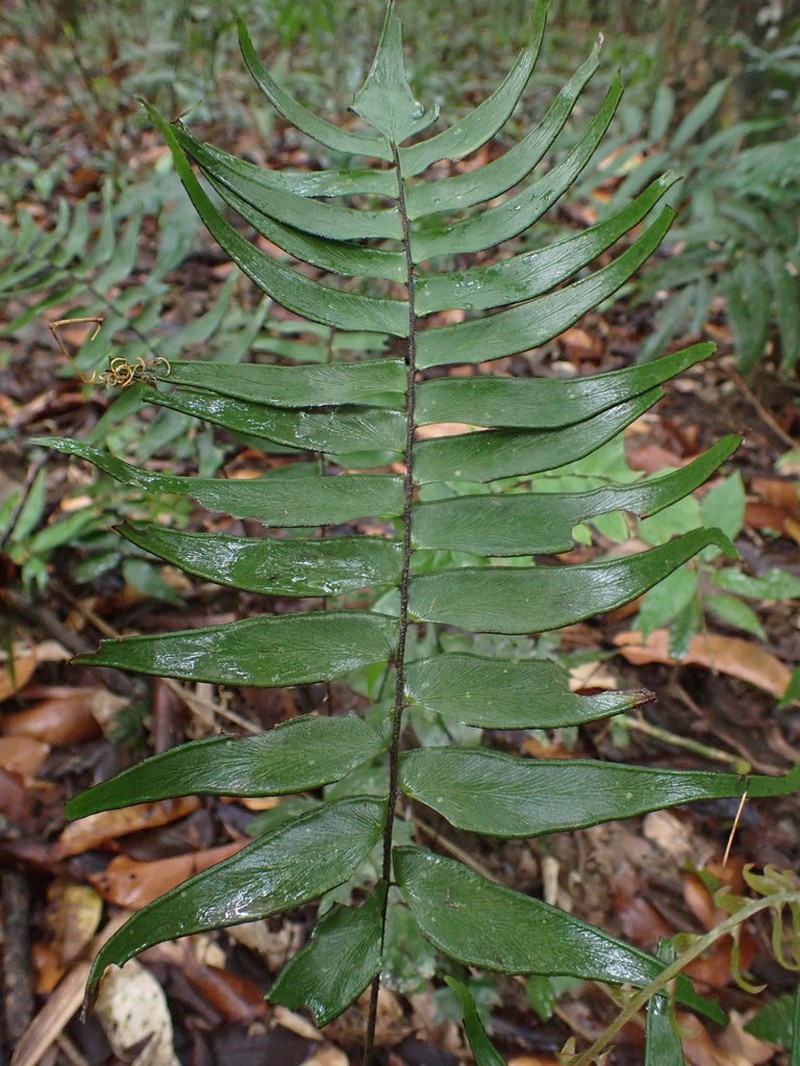 Adiantum lucidum photo 7