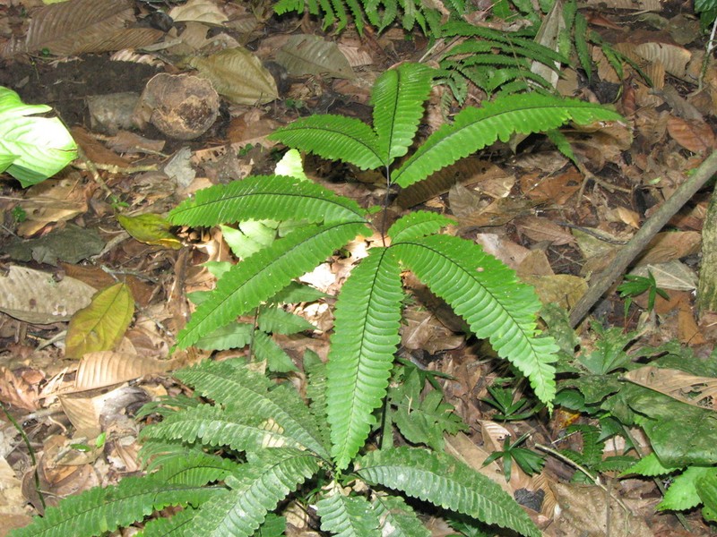 Adiantum macrocladum photo 2