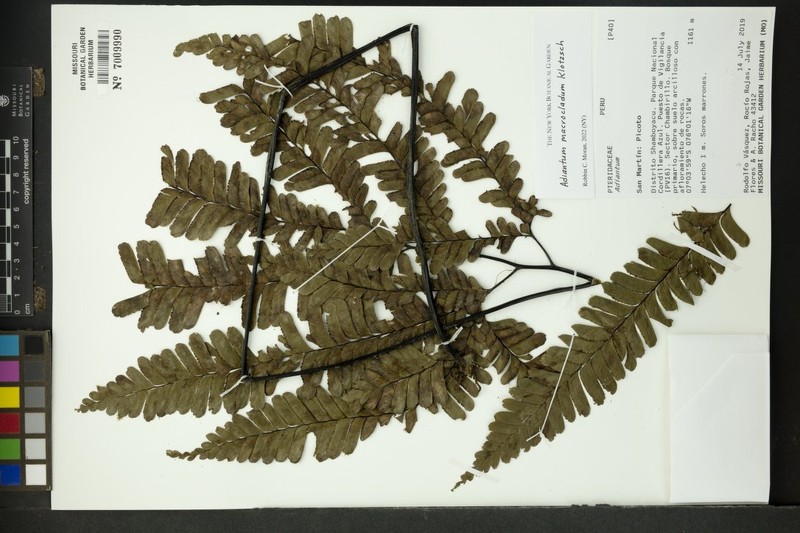Adiantum macrocladum photo 3