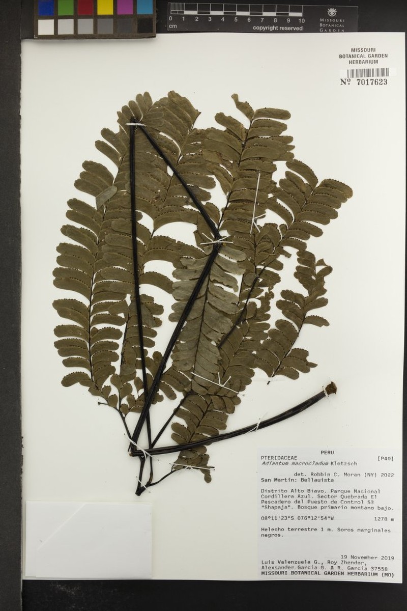 Adiantum macrocladum photo 4