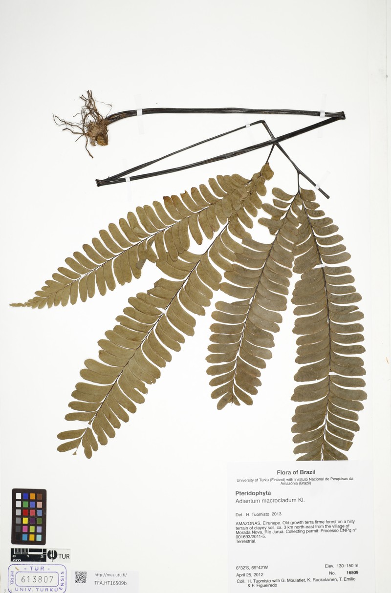 Adiantum macrocladum photo 5