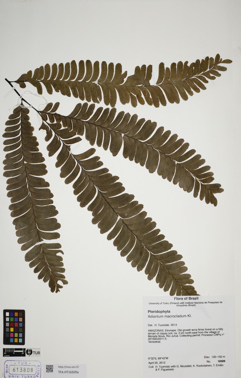Adiantum macrocladum photo 6