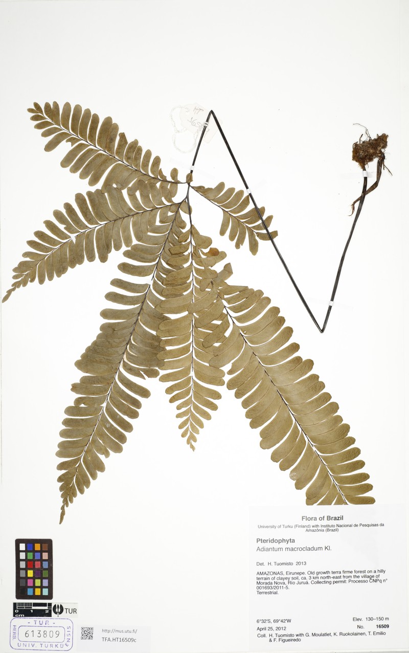 Adiantum macrocladum photo 7