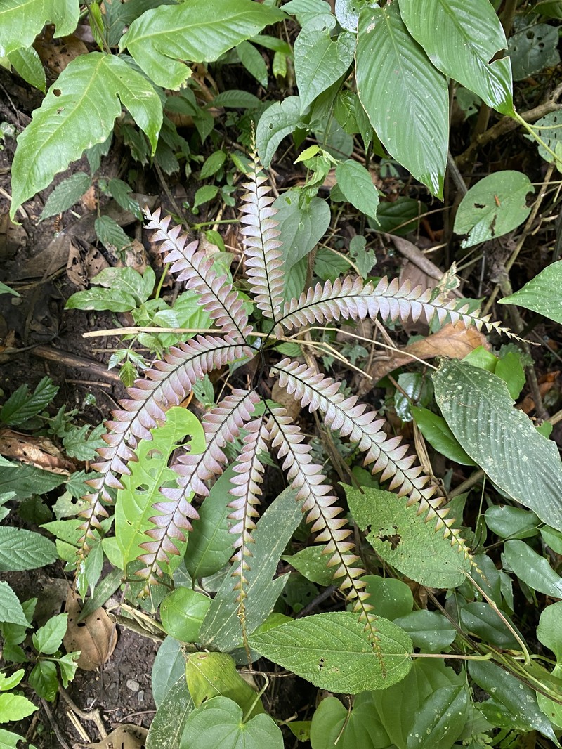 Adiantum macrocladum photo 8