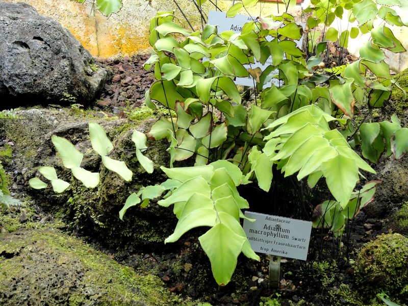 Largeleaf Maidenhair