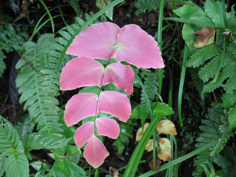 Largeleaf Maidenhair