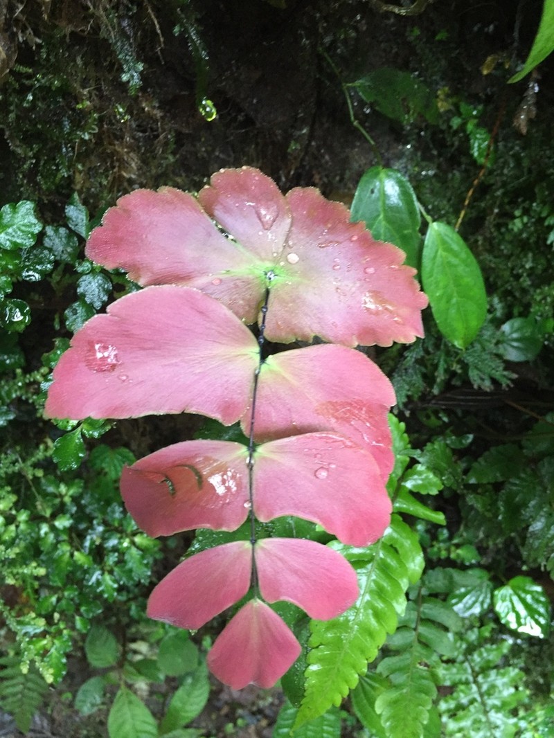 Largeleaf Maidenhair photo 2