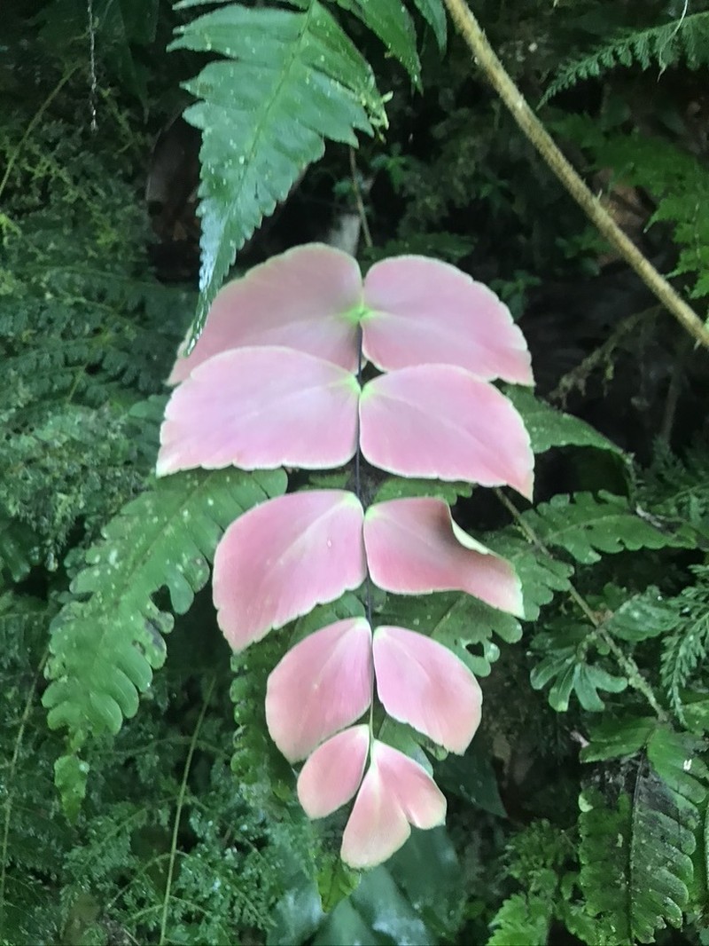 Largeleaf Maidenhair photo 3
