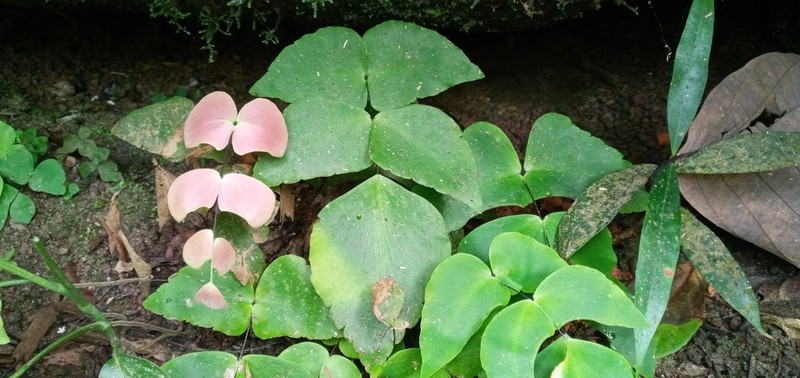 Largeleaf Maidenhair photo 4