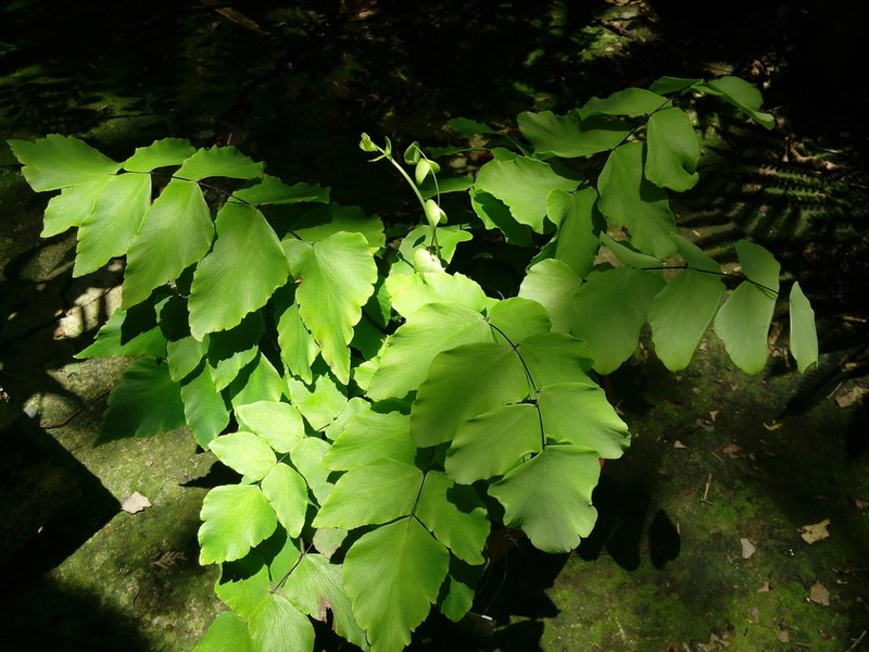 Largeleaf Maidenhair photo 5