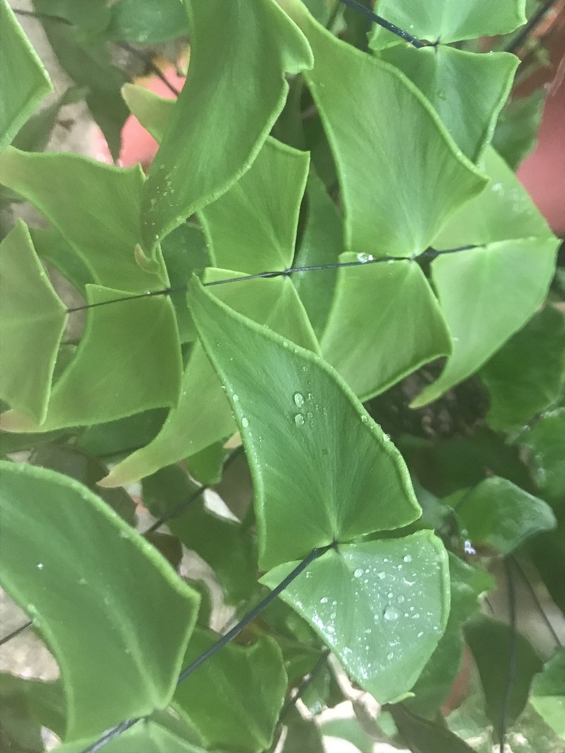 Largeleaf Maidenhair photo 6
