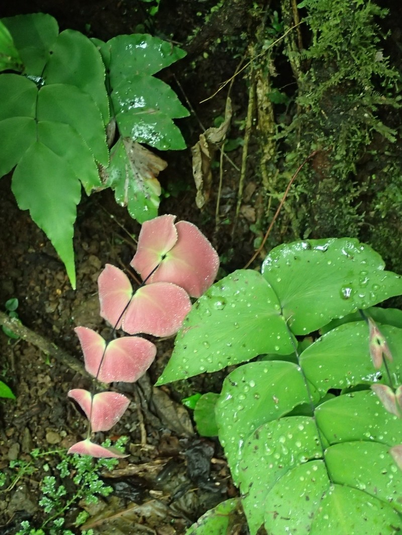 Largeleaf Maidenhair photo 8