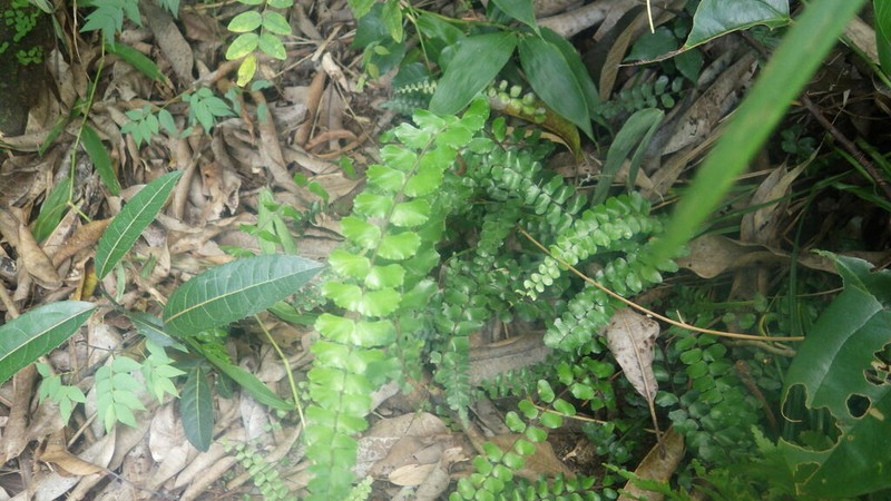 Adiantum madagascariense