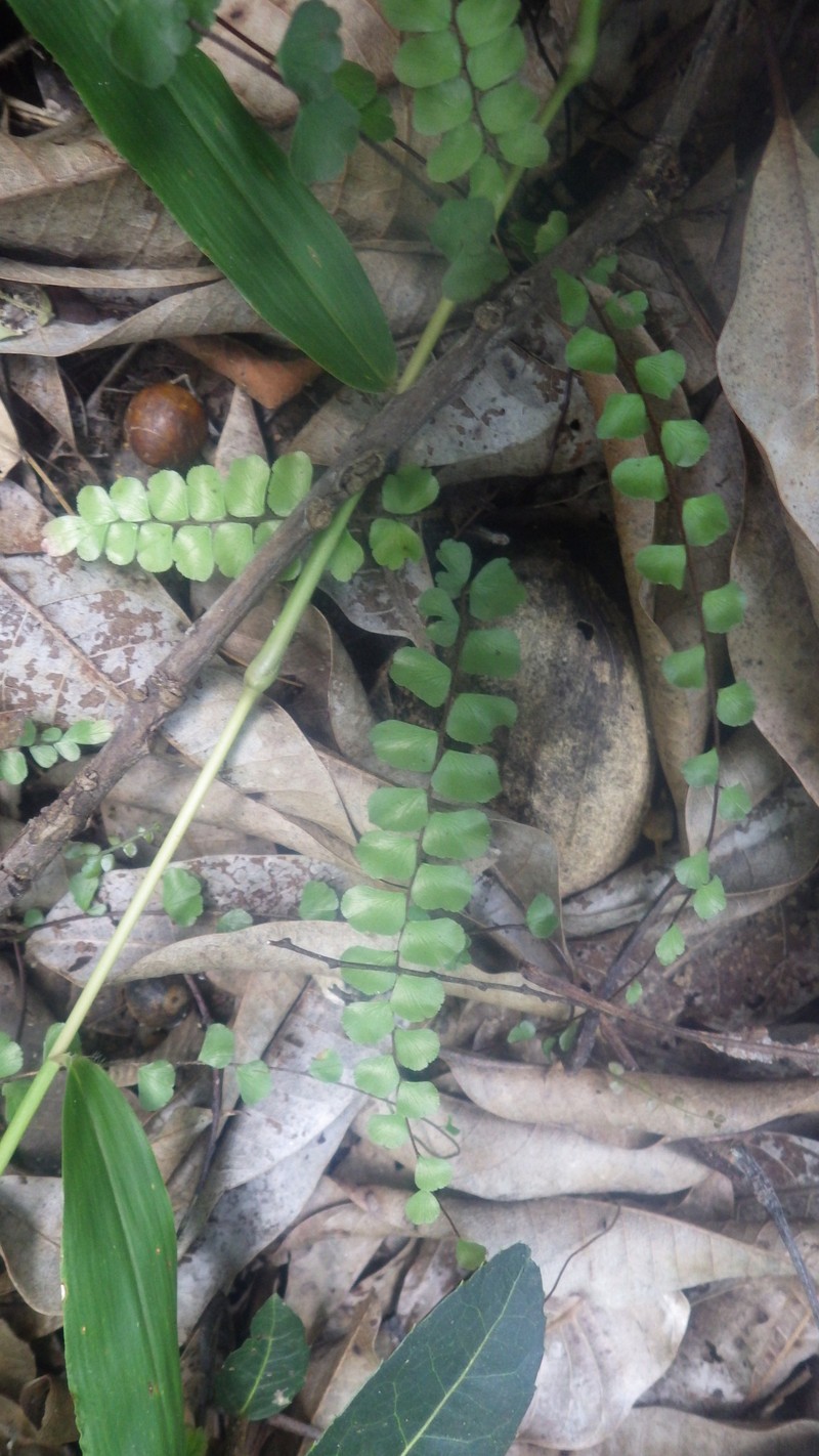 Adiantum madagascariense photo 2