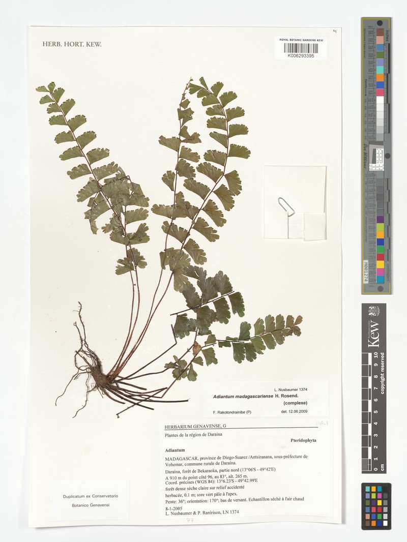 Adiantum madagascariense photo 3
