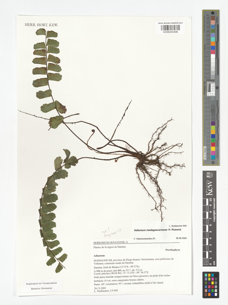 Adiantum madagascariense photo 4