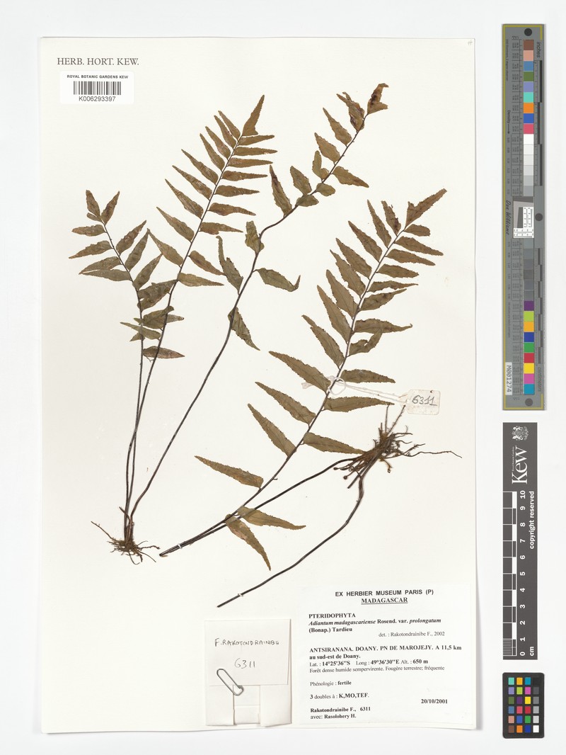 Adiantum madagascariense photo 5