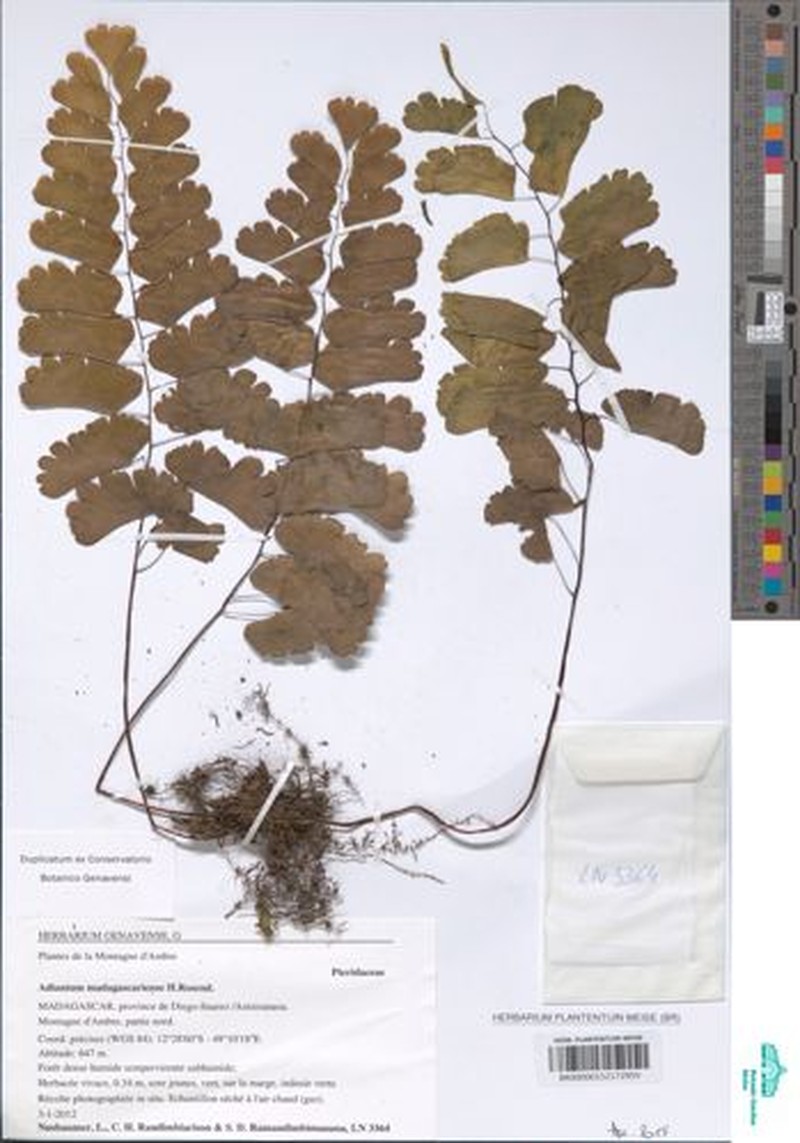 Adiantum madagascariense photo 6