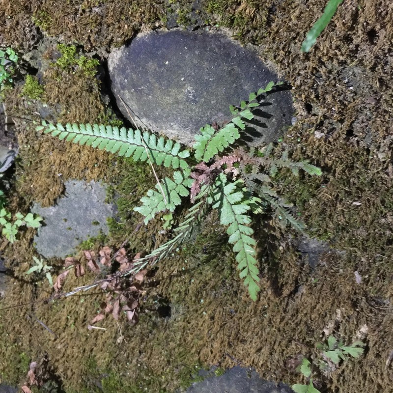 Adiantum malesianum
