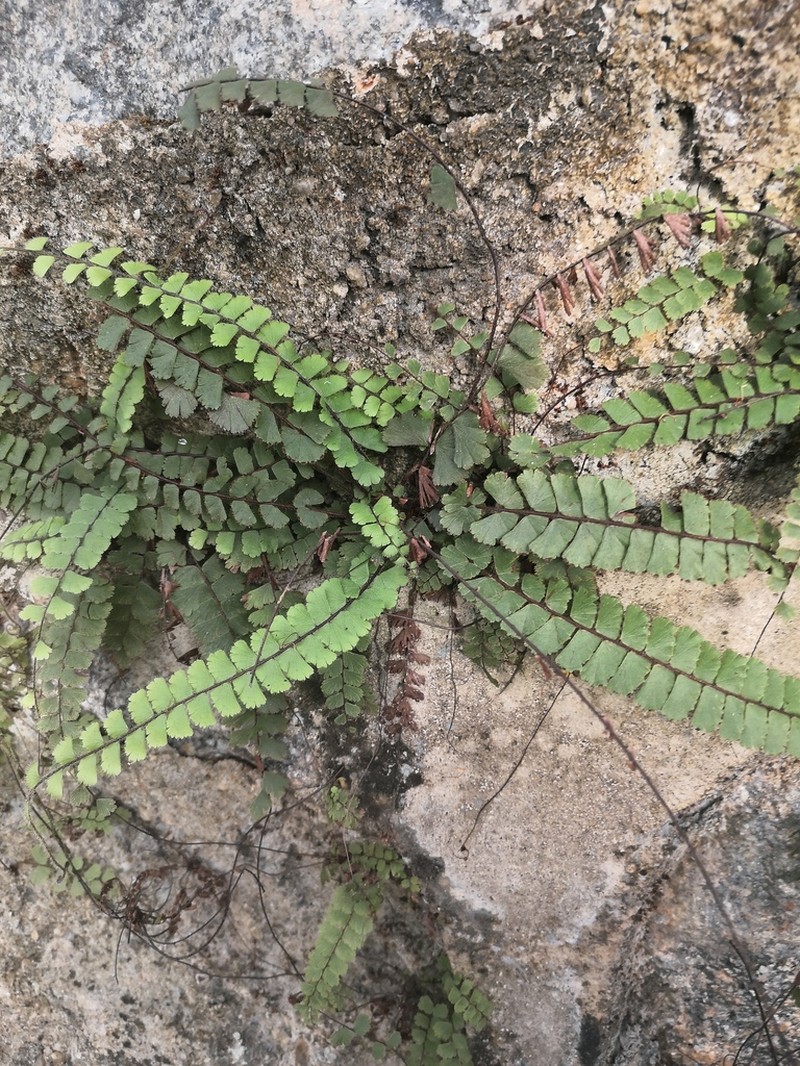 Adiantum malesianum photo 2