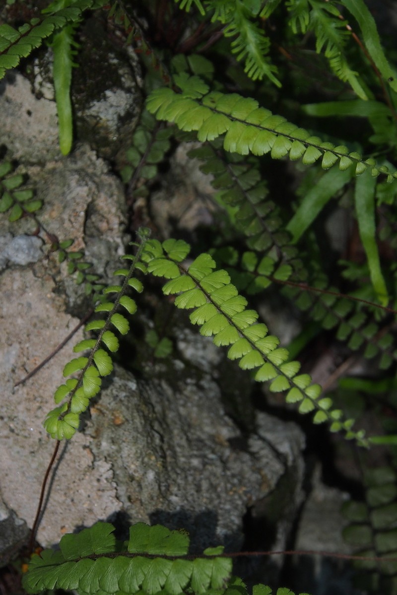 Adiantum malesianum photo 3