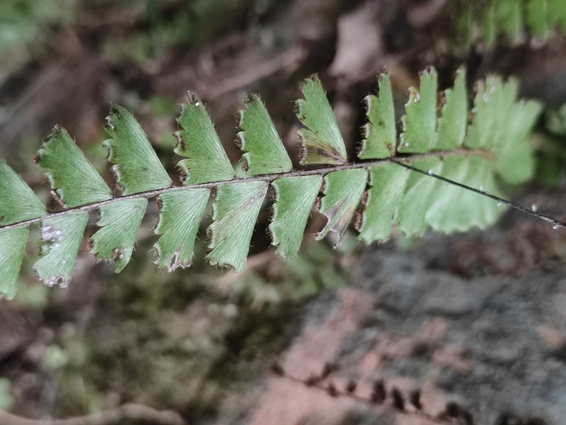 Adiantum malesianum photo 4