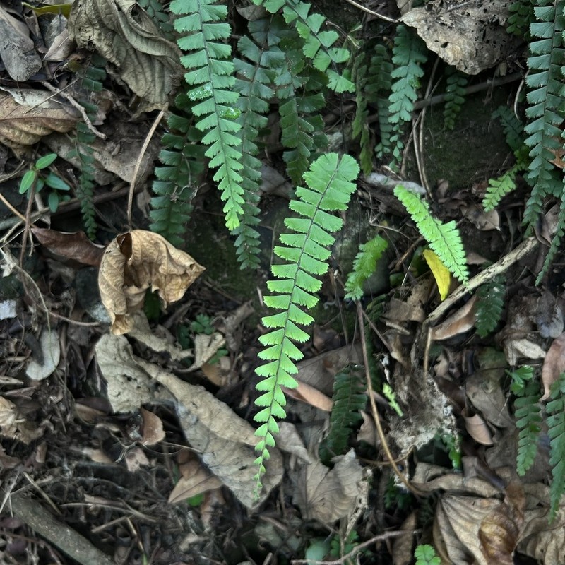 Adiantum malesianum photo 5