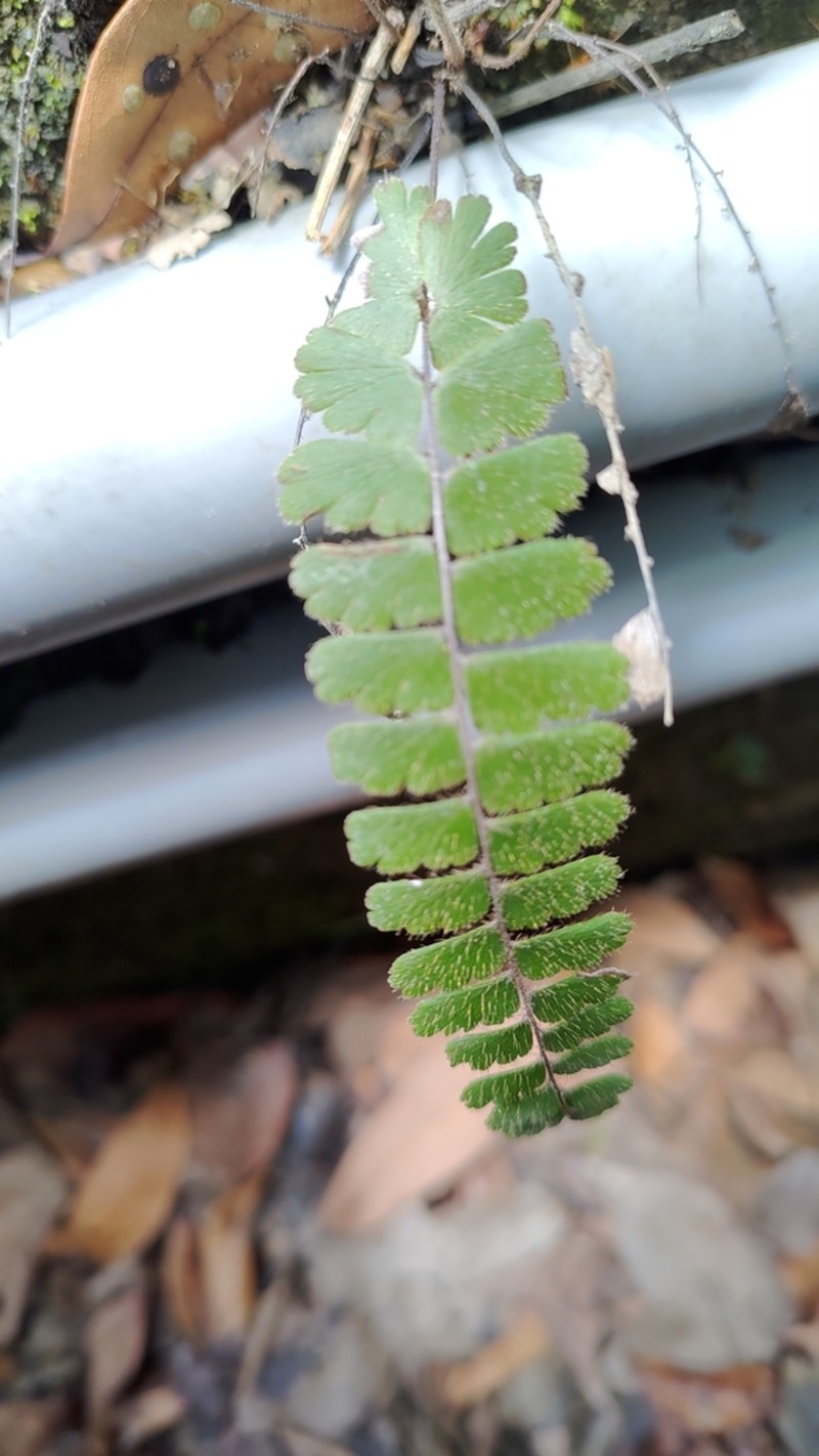 Adiantum malesianum photo 6