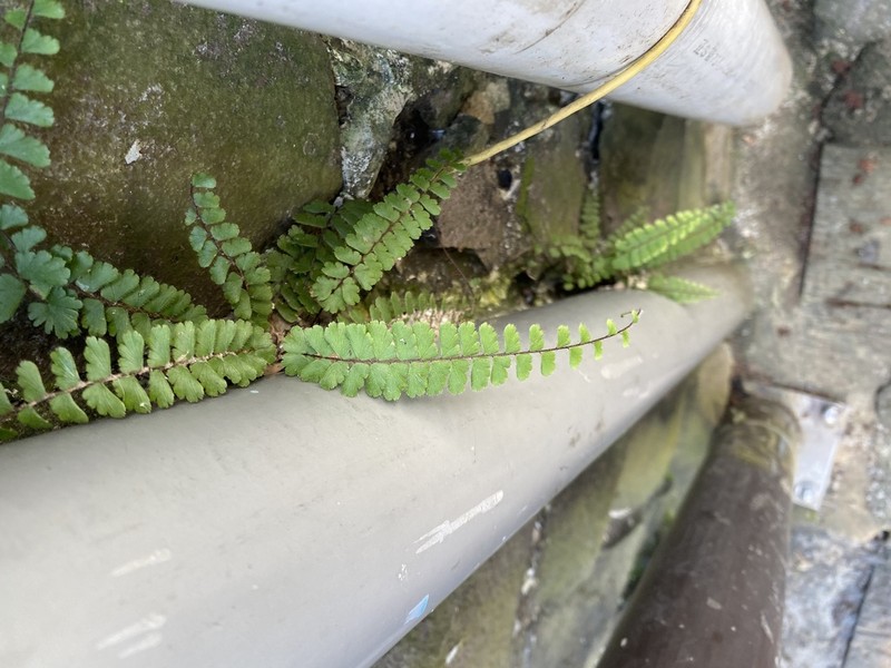 Adiantum malesianum photo 7