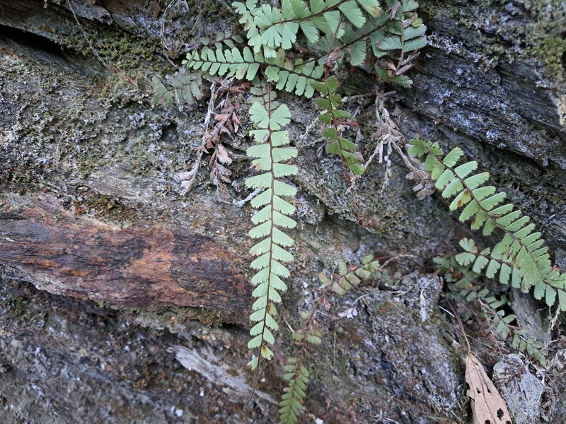 Adiantum malesianum photo 8
