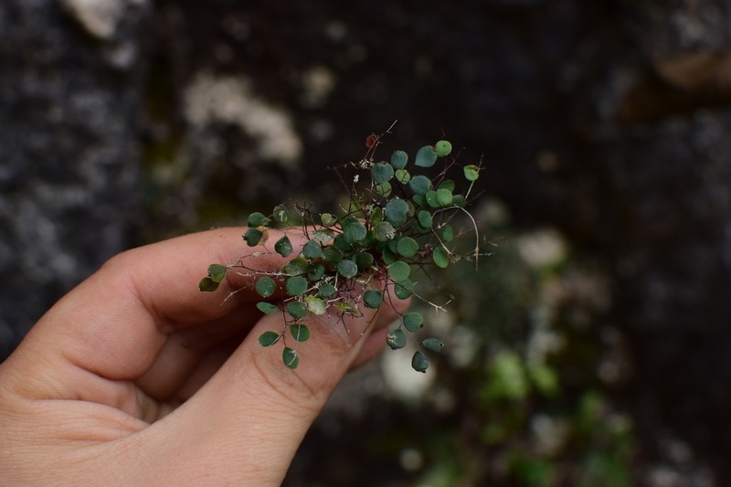 Adiantum mariesii