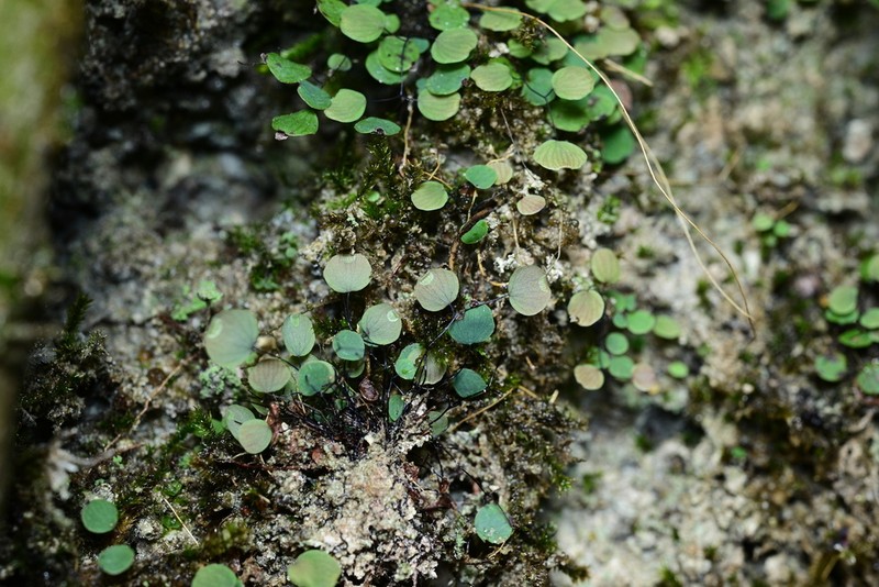 Adiantum mariesii photo 2