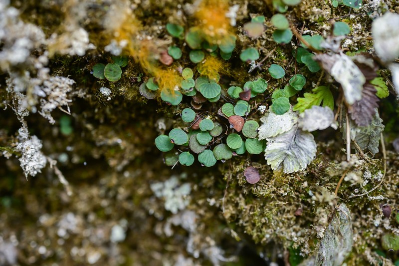 Adiantum mariesii photo 3