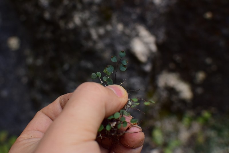 Adiantum mariesii photo 5